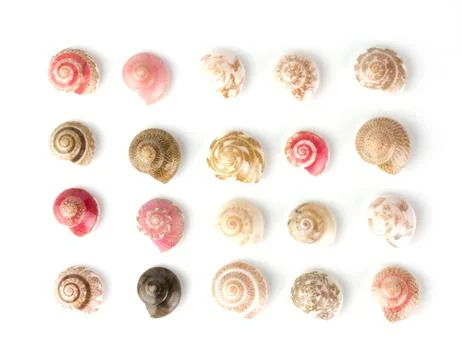 Seashells, white background Stock Photos
