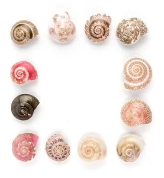 Seashells, white background 스톡 사진