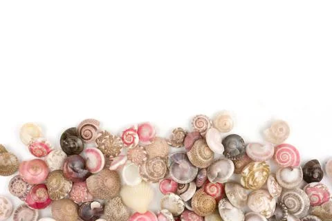 Seashells, white background Stock Photos