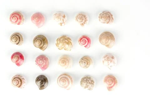 Seashells, white background Stock Photos
