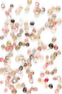Seashells, white background Stock Photos