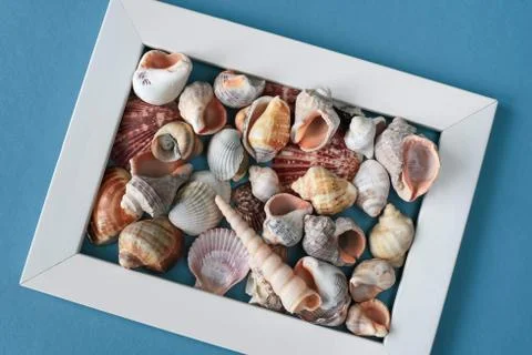 Seashells in a white frame on a blue background Stock Photos