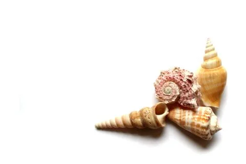 Seashells on white Stock Photos