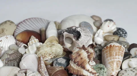 Seashells on white turning close up Stock Footage 33732026