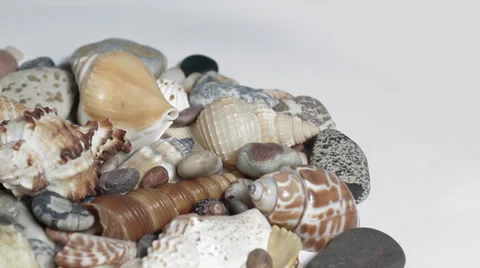 Seashells on white turning close up Stock Footage 33732052