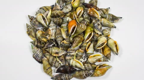 Seashells on a white on white background closeup rotation. 스톡 동영상 55635844