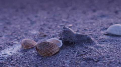 Seashells-Wide Stock Footage 64657511