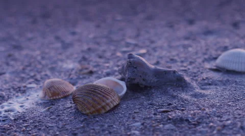 Seashells- Wide Stock Footage 64659449