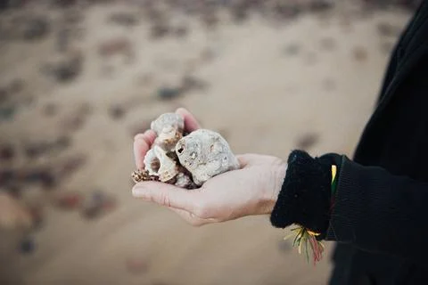 Seashells in woman's hand. Collecting empty shells, taking shells from the beach Stock Photos