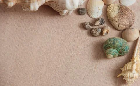 Seashells on wooden background with copyspace Stock Photos