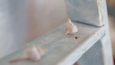 Seashells on a wooden shelf Stock Footage 81718350
