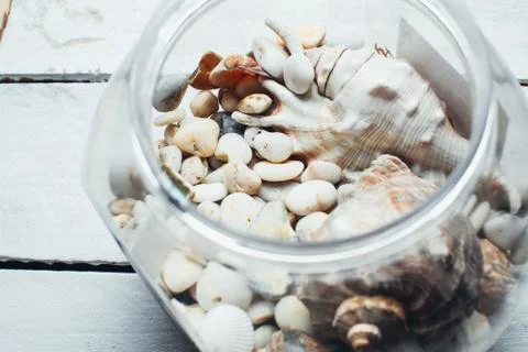 Seashells on wooden surface Stock Photos