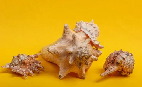 Seashells on a yellow background close-up. 写真素材
