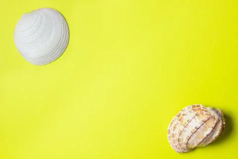 Seashells on a yellow background.  Stock Photos