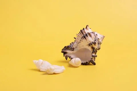 Seashells on a yellow isolated background. Mockups for brands and bottles or Stock Photos