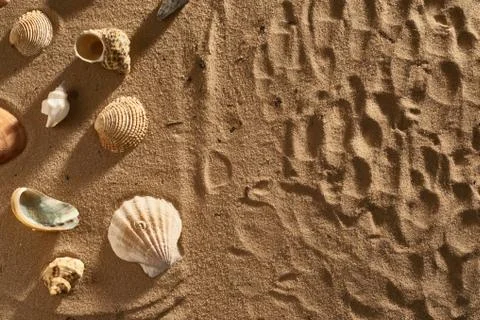 Seashells on a yellow sand Stock Photos