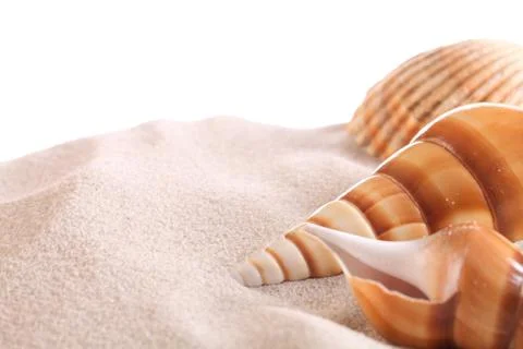 Seashels Stock Photos