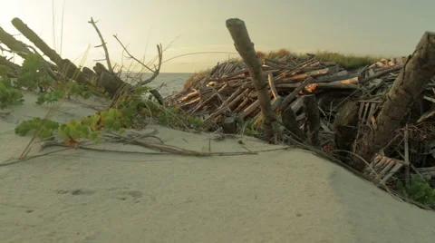 Seashore and dunes covered with logs. Dolly slider shot Vídeo Stock 67336182