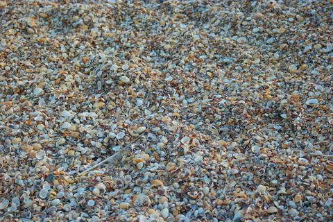 Seashore covered with seashells chips SAMSUNG CSC Copyright: xZoonar.com/D... Stock Photos