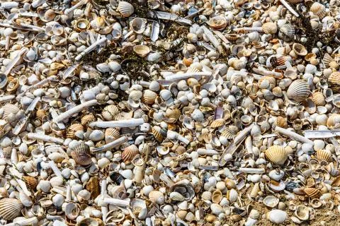 The seashore is dotted with dry shells Stock Photos