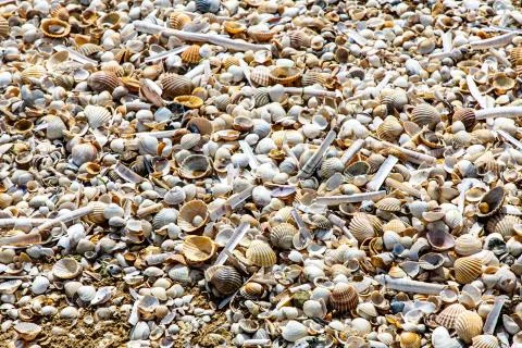 The seashore is dotted with dry shells Stock Photos