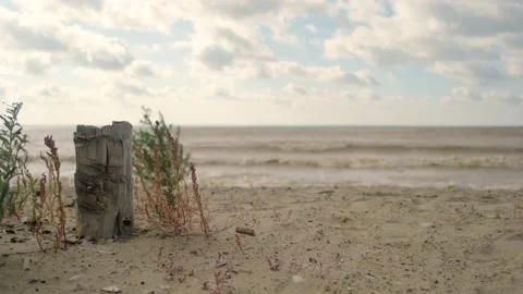 The seashore. Grass. Light wind. Stock Footage 209494736