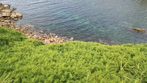 Seashore with green plants against the background of the transparent water Stock Footage 240019853