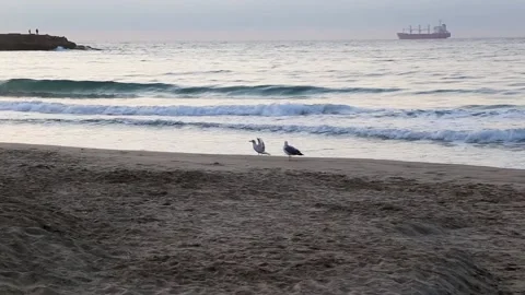 Seashore horizon Stock Footage 153998509