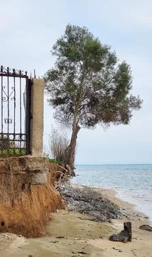 A seashore with a lone tree growing on eroded soil. Fotos de archivo
