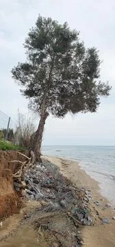 A seashore with a lone tree growing on eroded soil. Fotos Stock