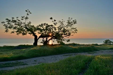 Seashore, low sun, trees, shadows. Foto stock