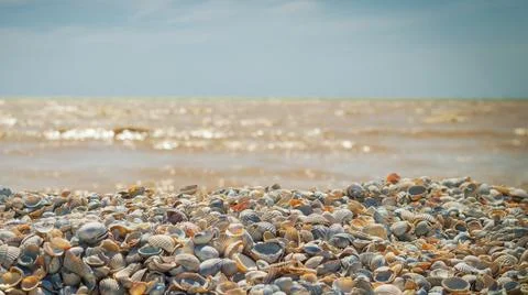 Seashore with many small seashells Stock Photos