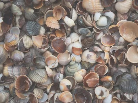 Seashore of multicolored shells. Natural background. Texture . Stock Photos