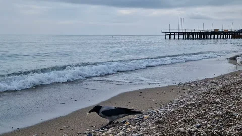 The seashore with a pier. Stock Footage 288185212