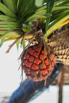 Seashore screwpine fruit Stock Photos