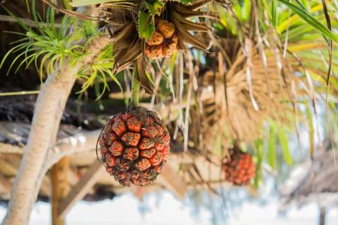 Seashore screwpine fruit Stock Photos