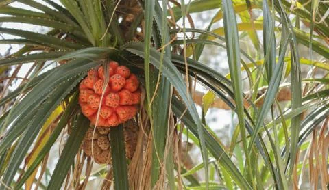 Seashore screwpine Stock Photos