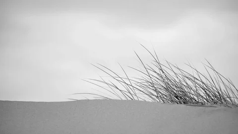 Seashore Series 動画素材 121316285