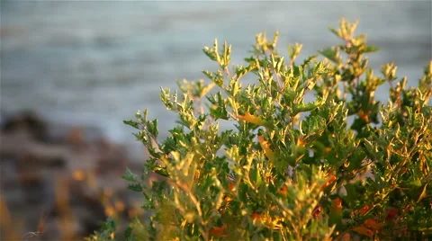 The seashore at sunset Video stock 65178553