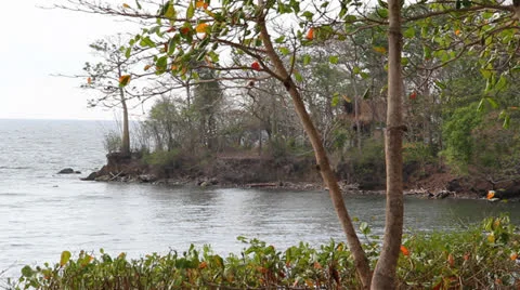 Seashore with trees Stock-Footage 25293926