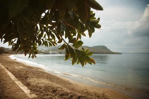 The seashore with trees Stock Photos