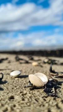 From the seashore,seafood Stock Photos