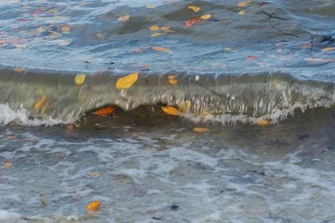  Seaside of a beach with small waves bringing brown leaves. Preserved natu... Stock-Fotos