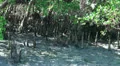 Seaside border of Mangrove Forest HD Footage