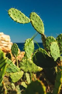 Seaside Cacti Stock Photos