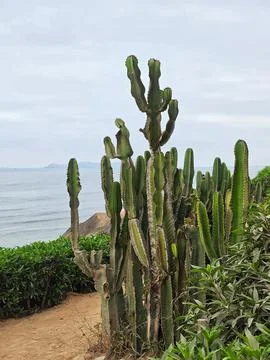 Seaside cactus in a cloudy landscape Stock Photos