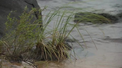 Seaside, closeup with a bunch of grass Stock Footage 157220825