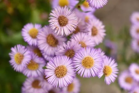 Seaside daisies Stock Photos