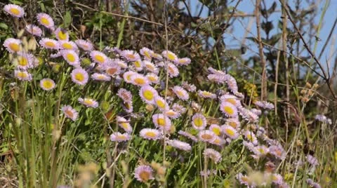 Seaside daisy (Erigeron glaucus) Stock Footage 15493411
