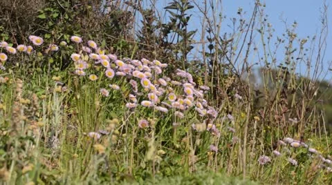 Seaside daisy (Erigeron glaucus) Stock Footage 15493481